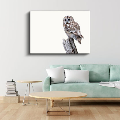 Alaca Baykuş - Beyaz Zeminde Ağaç Dalında Bekleyiş Kanvas Tablo