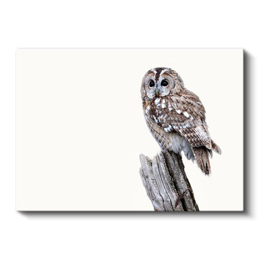 Alaca Baykuş - Beyaz Zeminde Ağaç Dalında Bekleyiş Kanvas Tablo