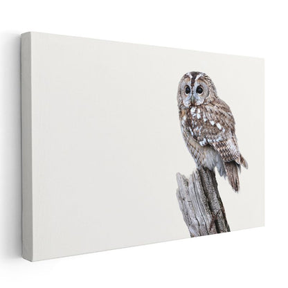 Alaca Baykuş - Beyaz Zeminde Ağaç Dalında Bekleyiş Kanvas Tablo