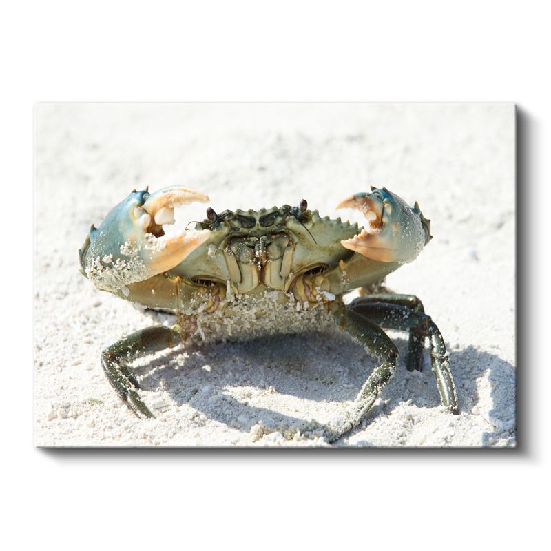 Mavi Yengeç - Beyaz Kumda Savunma Pozisyonu Kanvas Tablo