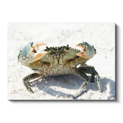 Mavi Yengeç - Beyaz Kumda Savunma Pozisyonu Kanvas Tablo