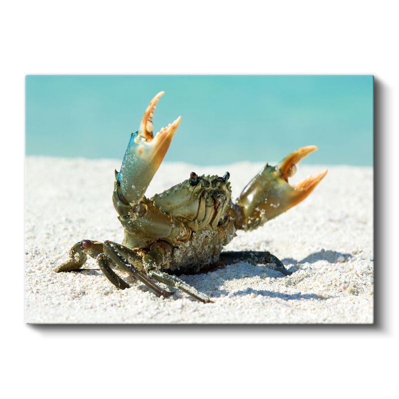 Sahil Yengeci - Kıskaçlarını Kaldırmış Cesur Duruş Kanvas Tablo