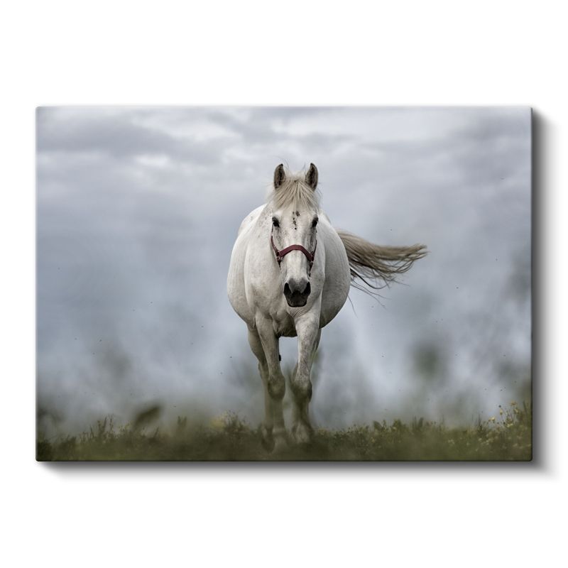 Beyaz At - Sisli Çayırda Asil Yürüyüş Kanvas Tablo