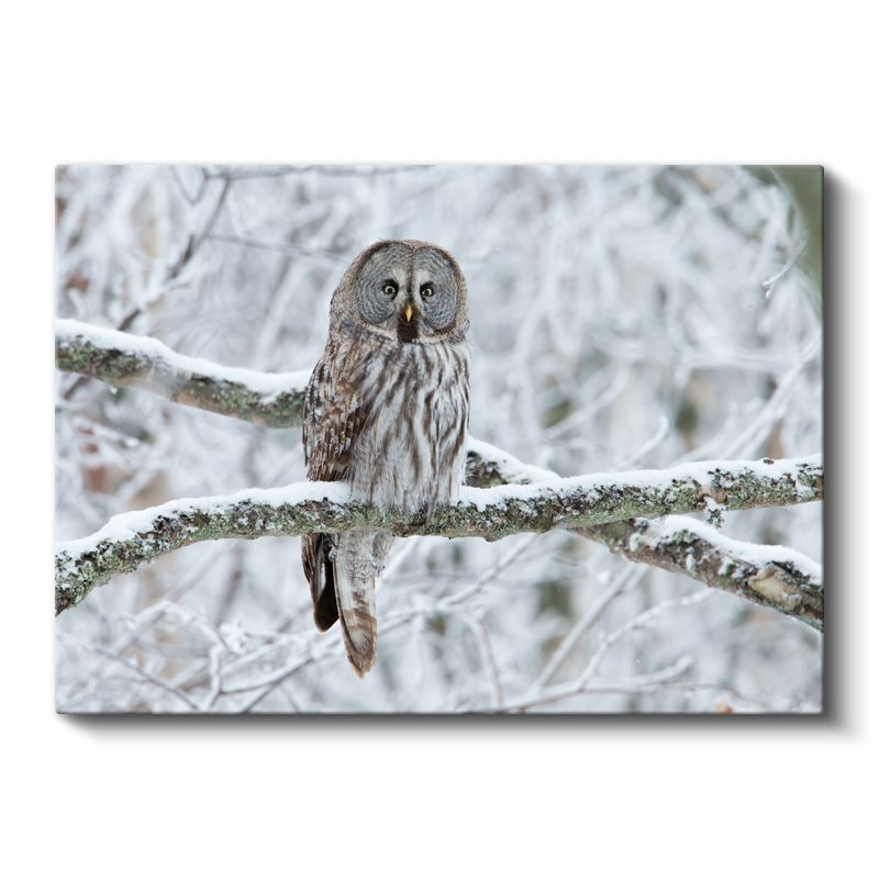 Kış Baykuşu - Karlı Dalda Sessiz Gözlemci Kanvas Tablo