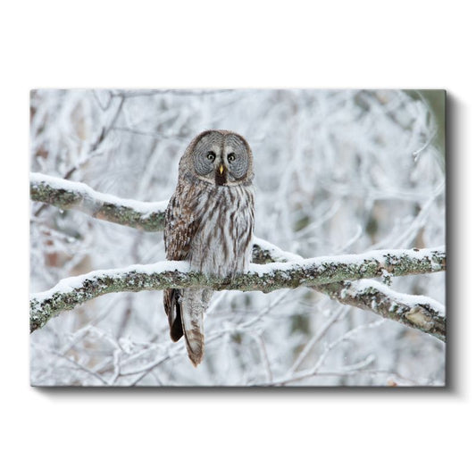 Kış Baykuşu - Karlı Dalda Sessiz Gözlemci Kanvas Tablo