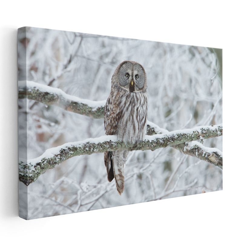 Kış Baykuşu - Karlı Dalda Sessiz Gözlemci Kanvas Tablo