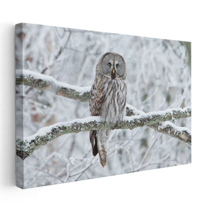 Kış Baykuşu - Karlı Dalda Sessiz Gözlemci Kanvas Tablo