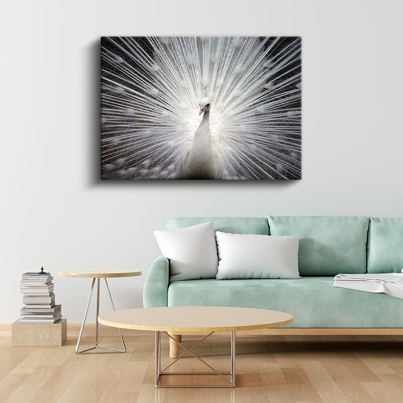 Beyaz Tavus Kuşu - Gösterişli Tüyleriyle Işıldayan Güzellik Kanvas Tablo
