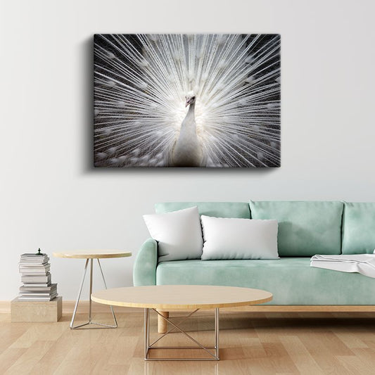Beyaz Tavus Kuşu - Gösterişli Tüyleriyle Işıldayan Güzellik Kanvas Tablo