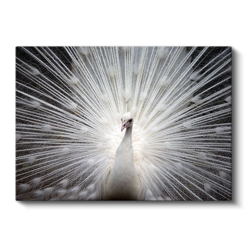 Beyaz Tavus Kuşu - Gösterişli Tüyleriyle Işıldayan Güzellik Kanvas Tablo