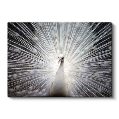 Beyaz Tavus Kuşu - Gösterişli Tüyleriyle Işıldayan Güzellik Kanvas Tablo