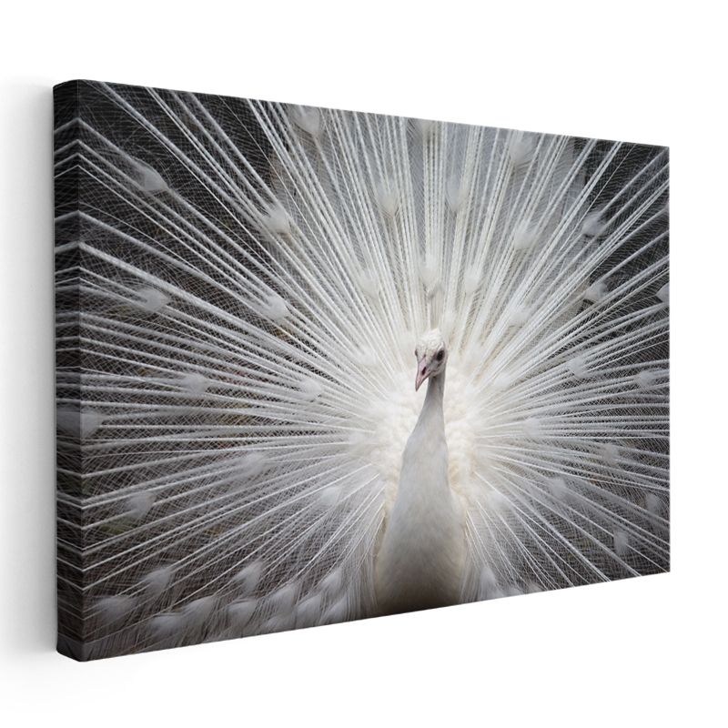 Beyaz Tavus Kuşu - Gösterişli Tüyleriyle Işıldayan Güzellik Kanvas Tablo