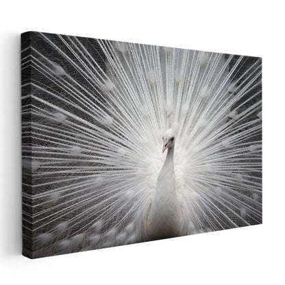 Beyaz Tavus Kuşu - Gösterişli Tüyleriyle Işıldayan Güzellik Kanvas Tablo