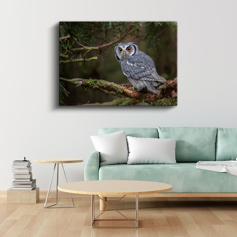 Küçük Baykuş - Çam Dalında Meraklı Bakışlar Kanvas Tablo