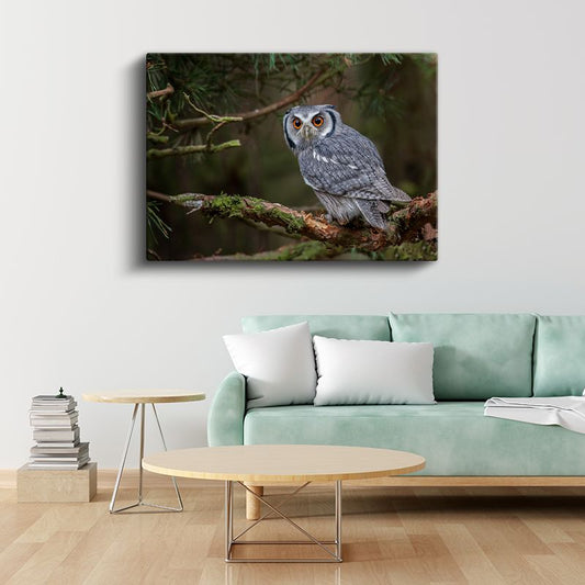 Küçük Baykuş - Çam Dalında Meraklı Bakışlar Kanvas Tablo