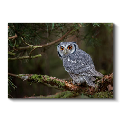 Küçük Baykuş - Çam Dalında Meraklı Bakışlar Kanvas Tablo