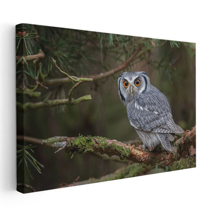 Küçük Baykuş - Çam Dalında Meraklı Bakışlar Kanvas Tablo
