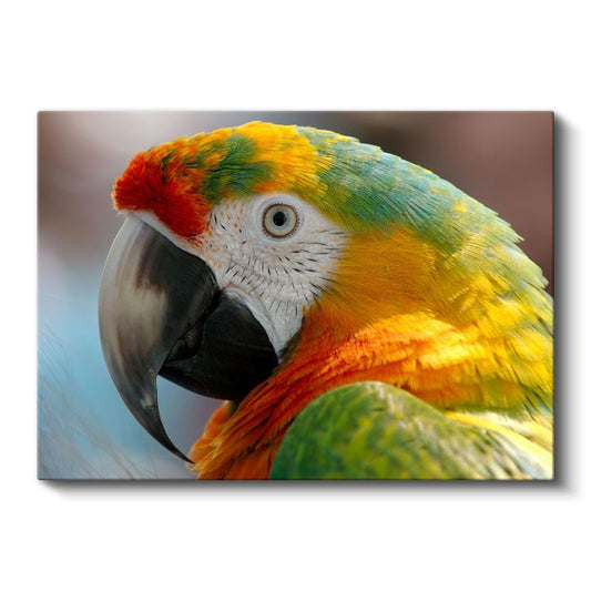 Ara Papağanı - Renkli Tüyleriyle Yakın Portre Kanvas Tablo