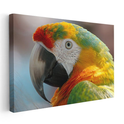 Ara Papağanı - Renkli Tüyleriyle Yakın Portre Kanvas Tablo