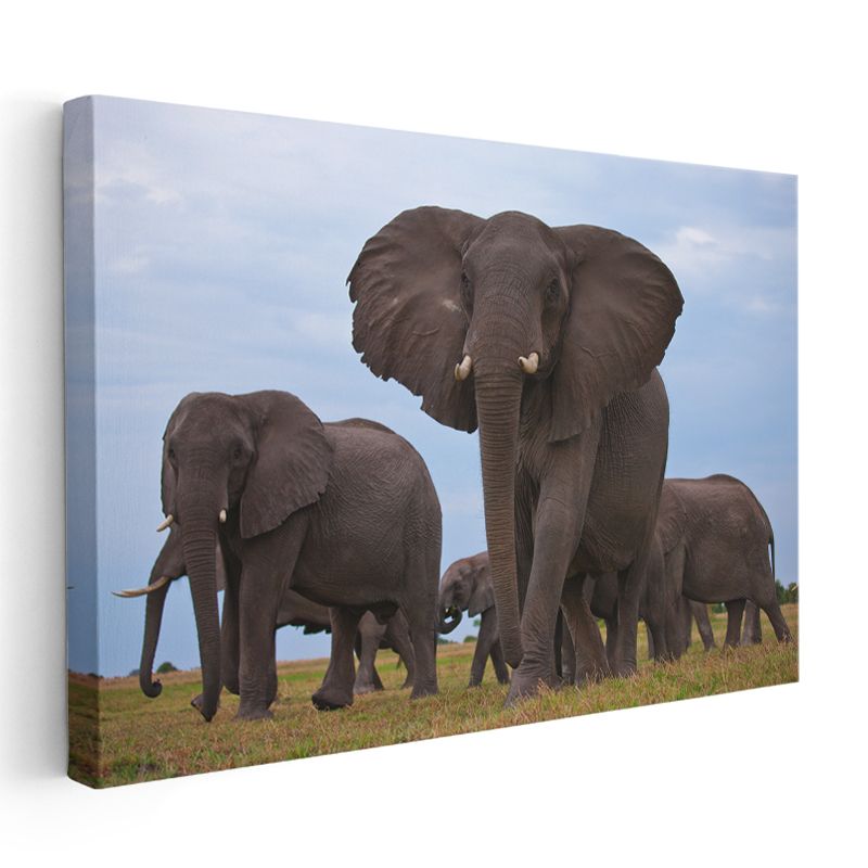 Fil Ailesi - Savanada Yürüyen Sürü Kanvas Tablo