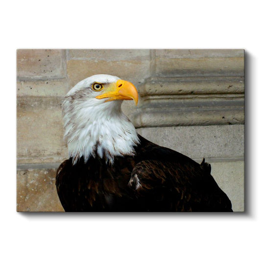 Kel Kartal - Keskin Bakışlı Özgürlük Simgesi Kanvas Tablo