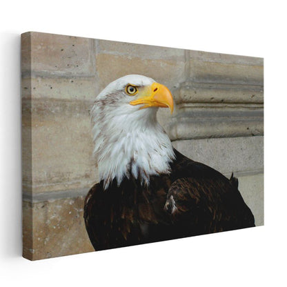 Kel Kartal - Keskin Bakışlı Özgürlük Simgesi Kanvas Tablo