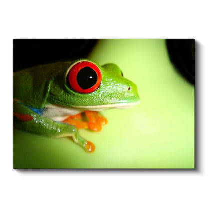 Kırmızı Gözlü Kurbağa - Yaprak Üzerinde Yakın Çekim Kanvas Tablo