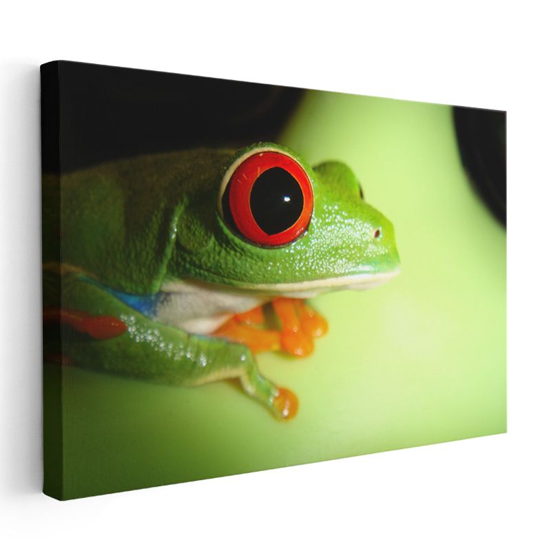 Kırmızı Gözlü Kurbağa - Yaprak Üzerinde Yakın Çekim Kanvas Tablo