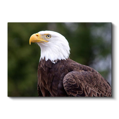 Kel Kartal - Keskin Bakışlı Özgürlük Simgesi Kanvas Tablo
