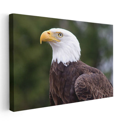 Kel Kartal - Keskin Bakışlı Özgürlük Simgesi Kanvas Tablo