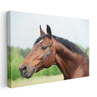 Kahverengi At - Asil Duruşlu Safkan Portresi Kanvas Tablo