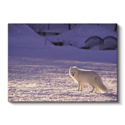 Kutup Tilkisi - Karlı Arazide Beyaz Avcı Kanvas Tablo