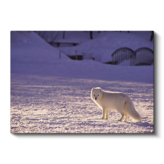 Kutup Tilkisi - Karlı Arazide Beyaz Avcı Kanvas Tablo