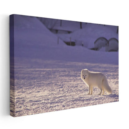 Kutup Tilkisi - Karlı Arazide Beyaz Avcı Kanvas Tablo