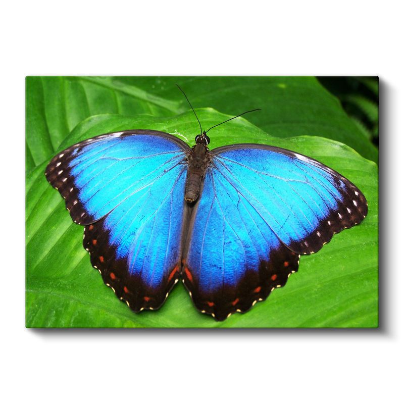 Mavi Kelebek - Yaprak Üzerinde Göz Alıcı Kanatlar Kanvas Tablo
