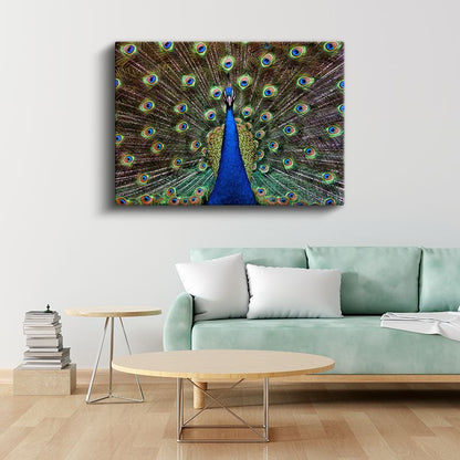 Tavus Kuşu - Gösterişli Tüyleriyle Doğanın Şöleni Kanvas Tablo