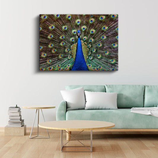 Tavus Kuşu - Gösterişli Tüyleriyle Doğanın Şöleni Kanvas Tablo