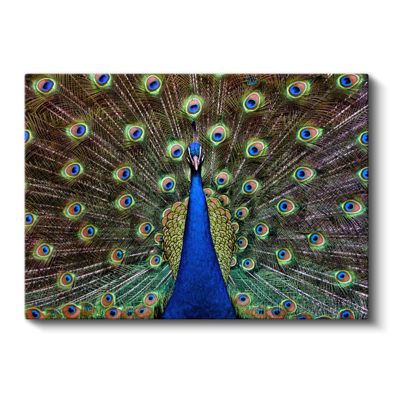 Tavus Kuşu - Gösterişli Tüyleriyle Doğanın Şöleni Kanvas Tablo