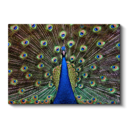 Tavus Kuşu - Gösterişli Tüyleriyle Doğanın Şöleni Kanvas Tablo
