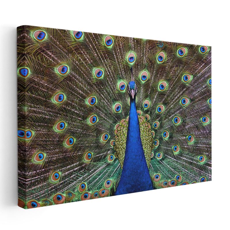 Tavus Kuşu - Gösterişli Tüyleriyle Doğanın Şöleni Kanvas Tablo
