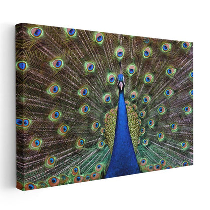 Tavus Kuşu - Gösterişli Tüyleriyle Doğanın Şöleni Kanvas Tablo
