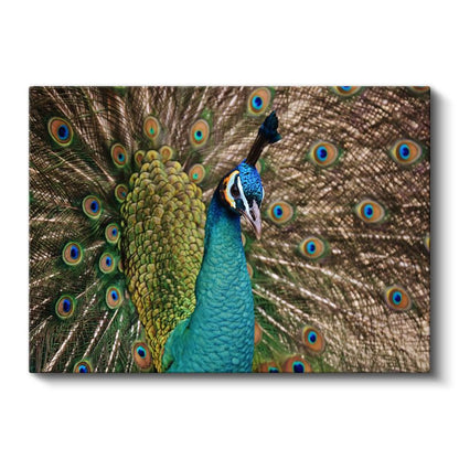 Tavus Kuşu Portresi - Mavi Görkemli Bakışlar Kanvas Tablo
