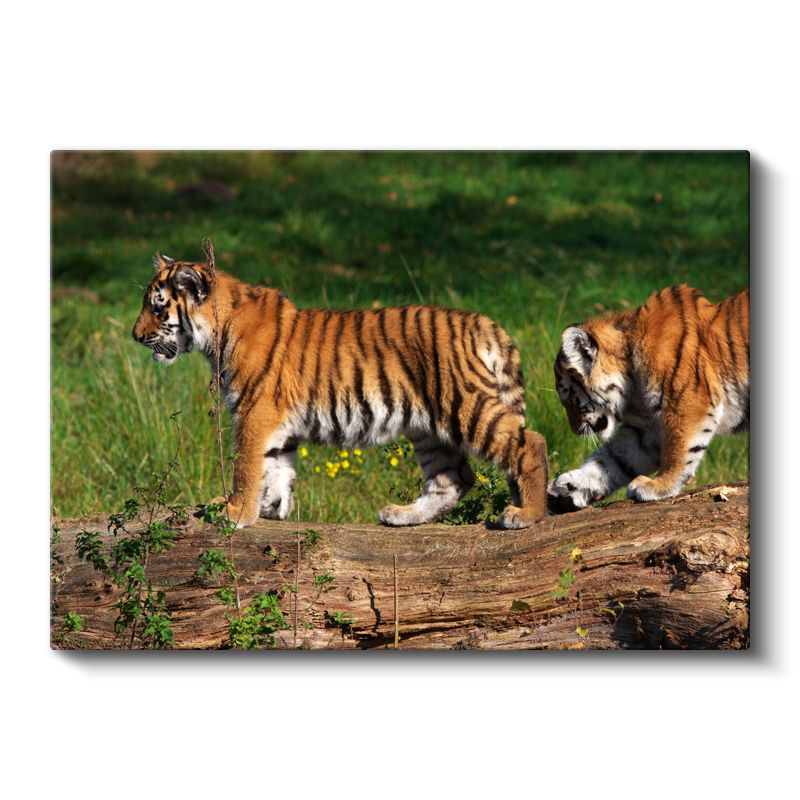 Kaplan Yavruları - Kütük Üzerinde Keşif Yapan İkili Kanvas Tablo