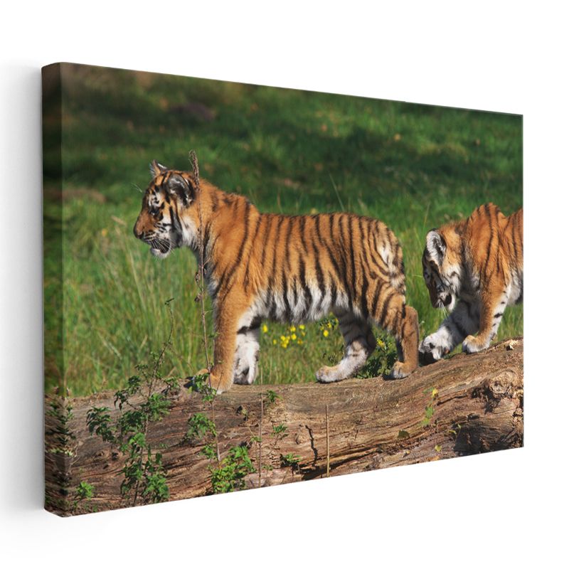 Kaplan Yavruları - Kütük Üzerinde Keşif Yapan İkili Kanvas Tablo