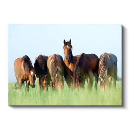 At Sürüsü - Yeşil Çayırda Otlayan Kahverengi Güzeller Kanvas Tablo
