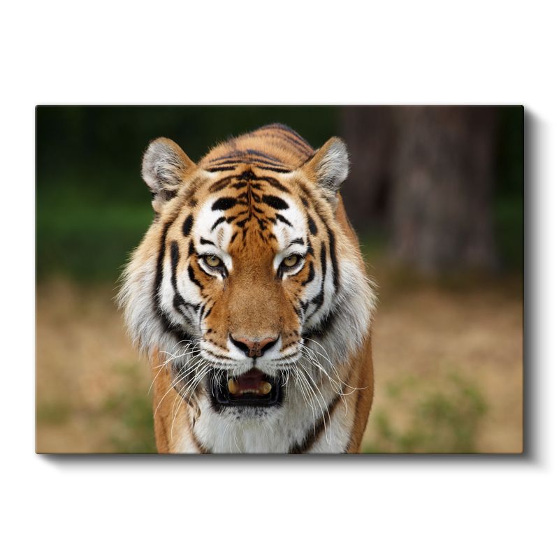 Kaplan Portresi - Vahşi Doğanın Güçlü Avcısı Kanvas Tablo