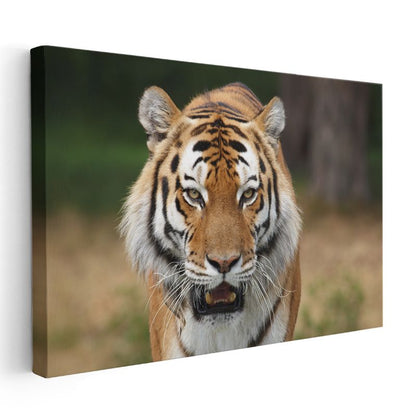 Kaplan Portresi - Vahşi Doğanın Güçlü Avcısı Kanvas Tablo