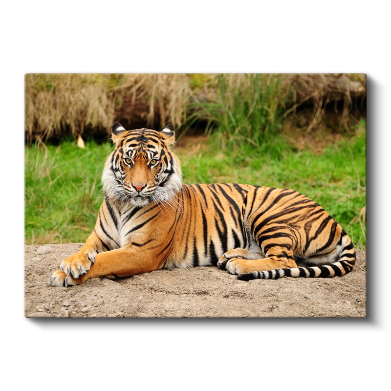 Bengal Kaplanı - Yeşil Çimende Dinlenen Çizgili Güzellik Kanvas Tablo
