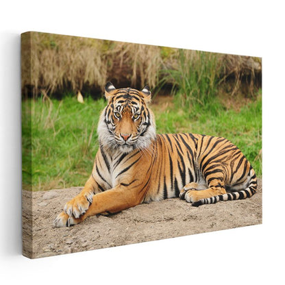 Bengal Kaplanı - Yeşil Çimende Dinlenen Çizgili Güzellik Kanvas Tablo