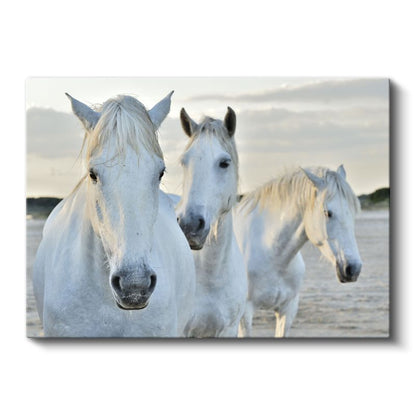 Beyaz Atlar - Sahilde Yan Yana Duran Üçlü Kanvas Tablo
